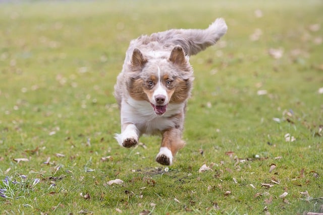 dog, animal, mammal, run, canine, domestic, pet, nature, domestic animal, shepherd, herding dog, purebred dog
