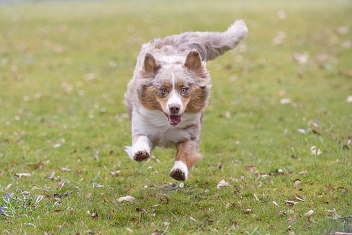 Dog Animal Domestic Free Photo On Pixabay dog-animal-domestic-free-photo-on-pixabay