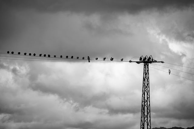 Free Birds Wires photo and picture