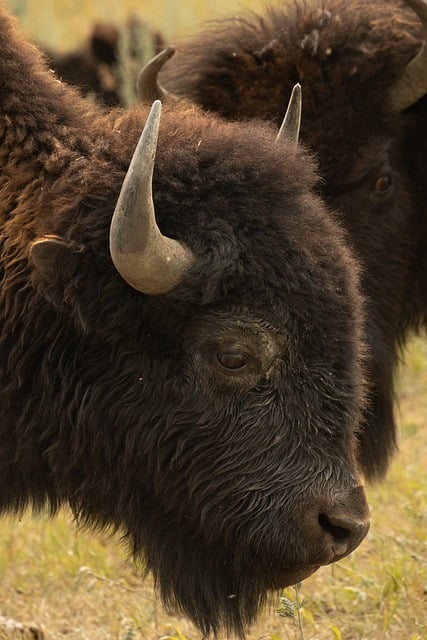Free Bison Animal photo and picture