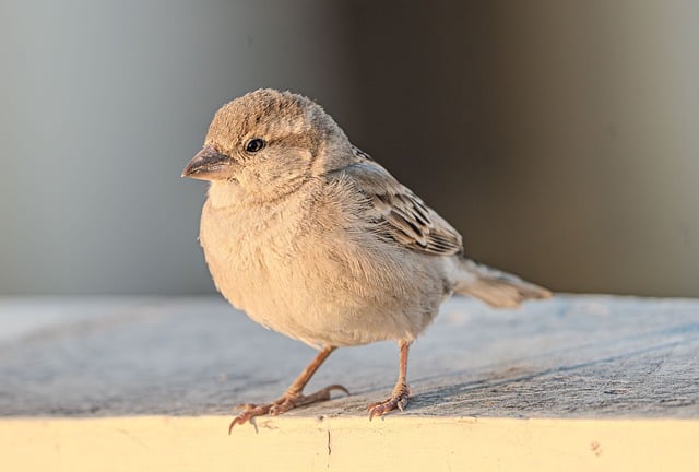 Spatz, Vogel, Tier, Natur, Tierwelt
