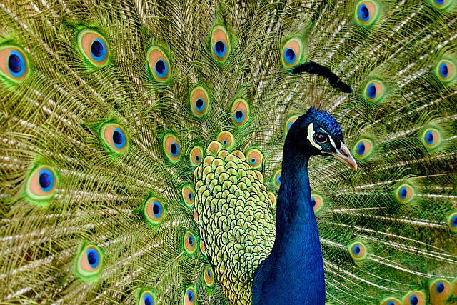peacock, bird, plumage, peacock feathers, nature, wildlife, multicoloured, ornithology, feathers, beak, bird watching, mönchengladbach