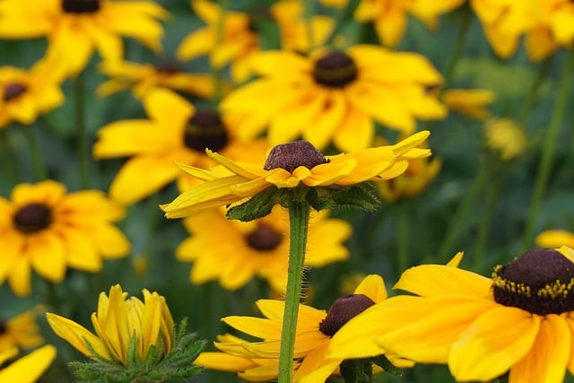 Free Flower Flower Wallpaper photo and picture