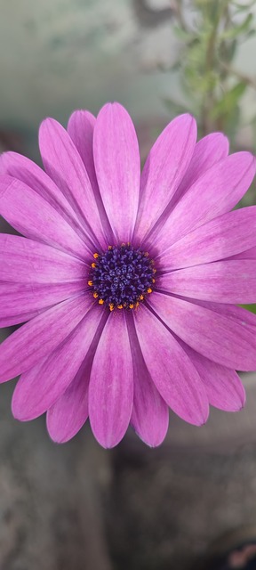 Flor, Bloom, Florecer, Jardín, Rosa