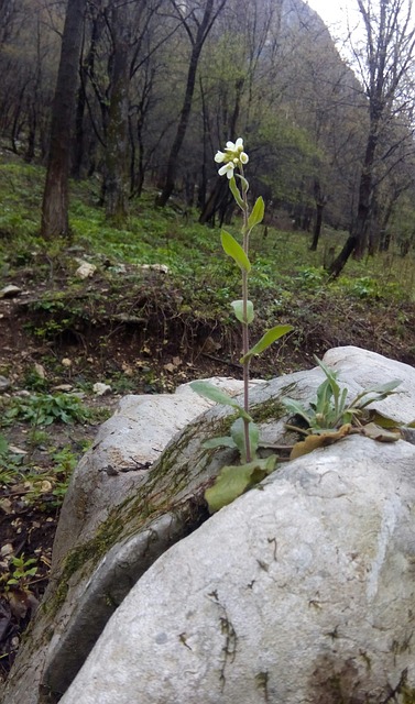 Stein, Natur, Rahmen, Leben, Dürre