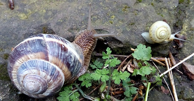 Familie, Natur, Hülse, Weichtier