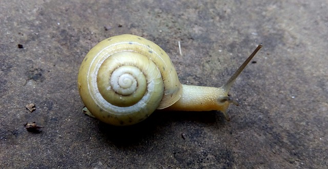 Schnecke, Natur, Hülse, Weichtier