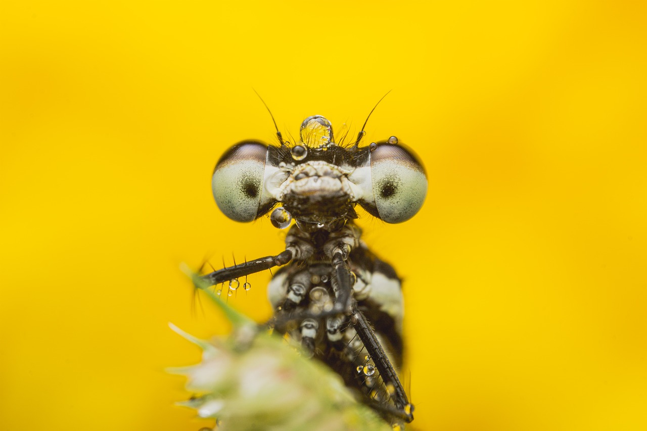 Clean Insect Bilder Insect Nature Bug - Free photo on Pixabay