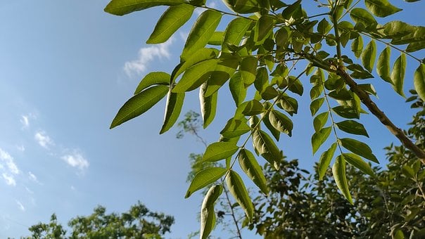Free Wallpaper Nature photo and picture