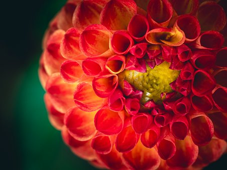 Dhalia, Orange, Struktur, Gård, Plante