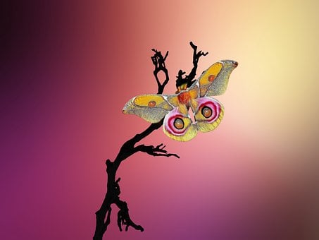 Butterfly, Insect, Zonsondergang