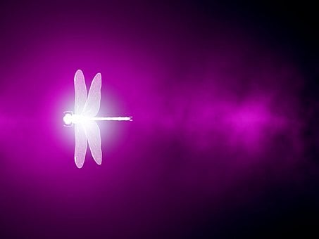 Paars, Dragonfly, Insect