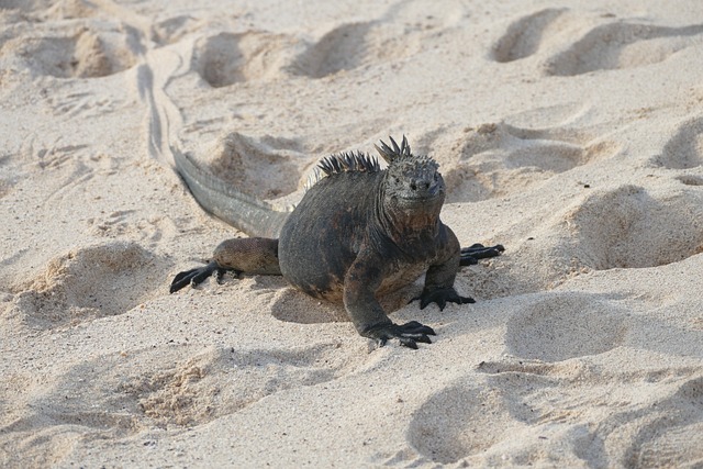 Free Iguana Animal photo and picture