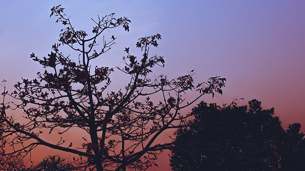 Solnedgang, Natur, Landskap, Skumring