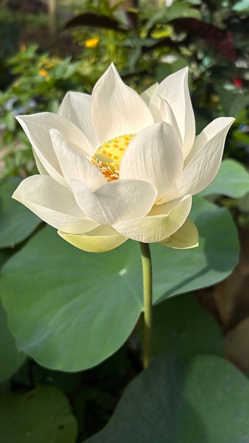 Weißer Lotus, Natur, Blüte, Flora
