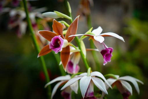 Free Flower Nature photo and picture