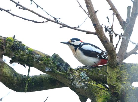 Free Great Spotted Woodpecker Woodpecker photo and picture