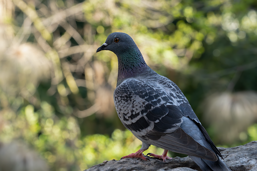 Pasăre, Porumbel, Animal
