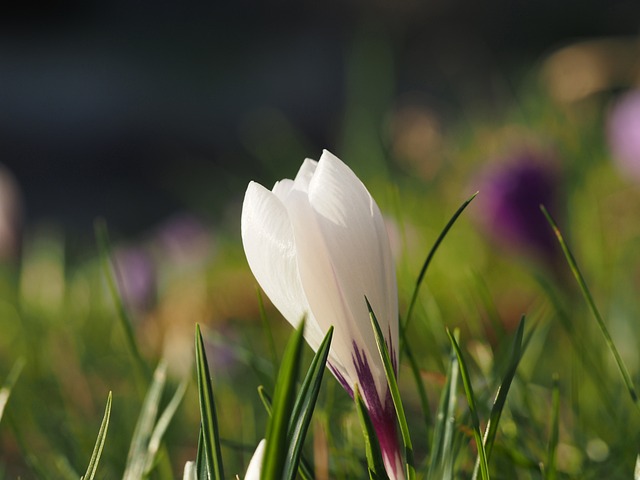 crocus, spring, nature, flower, blossom, bloom, beautiful flowers, spring flowers, flower wallpaper, crocuses, flower background, plant, close up, spring crocus