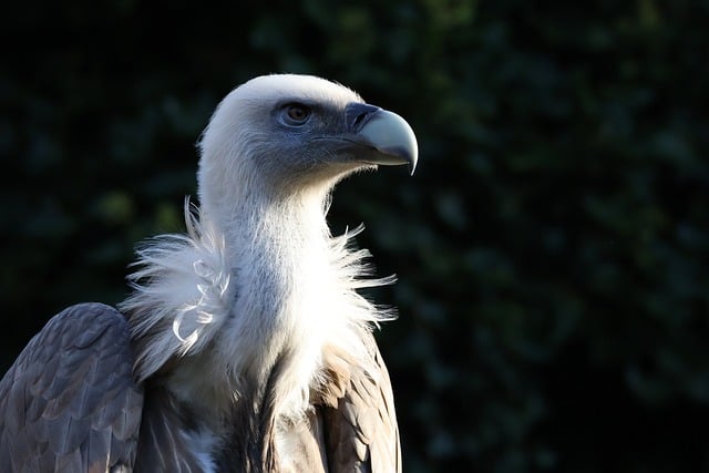 Rüyada griffon görmek ne anlama gelir? 6 boyutlu analiz