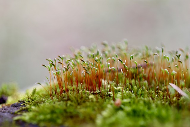 Free Moss Wall Twisting Tooth Moss photo and picture