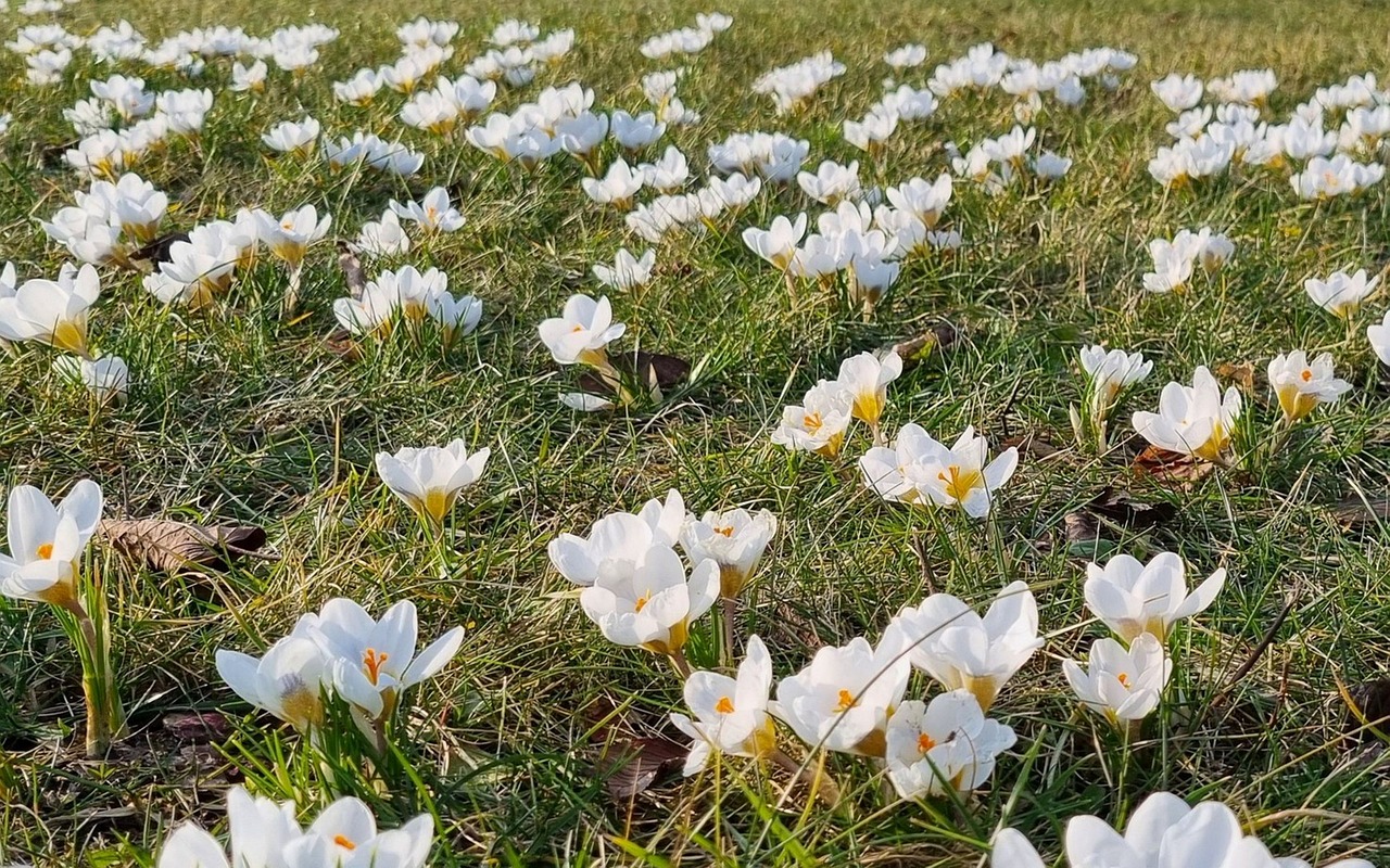 Crocuses Flowers White - Free photo on Pixabay
