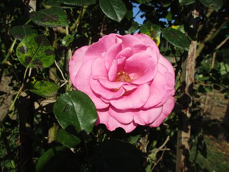 Free Nature Flower photo and picture