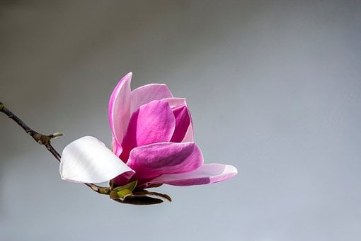 Free Magnolia Flowers photo and picture
