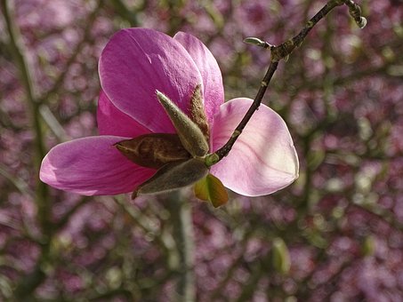 Free Nature Flowers photo and picture