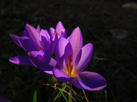 Free Flora Crocus photo and picture