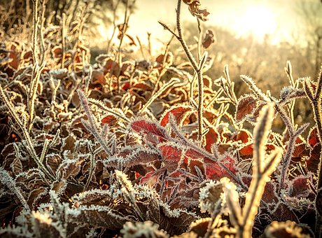 Frost, Vinter, Natur, Rimfrost, Kald