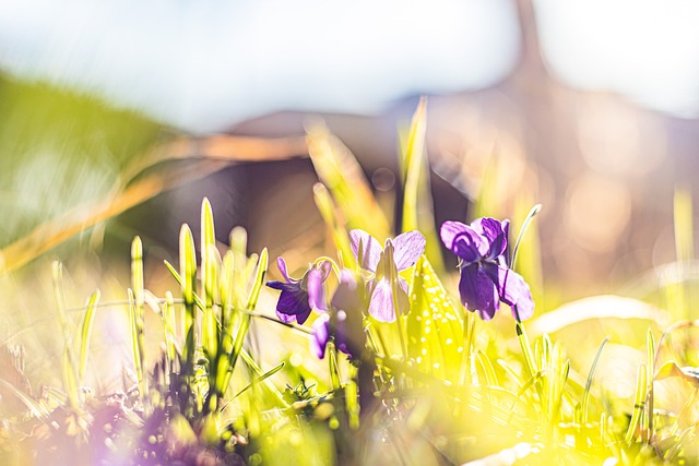 Spring Vciolet Violet Spring Flowers - Free photo on Pixabay