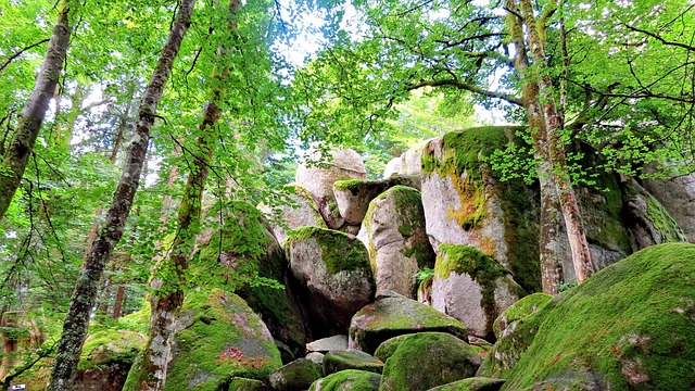 Free Nature Forest photo and picture