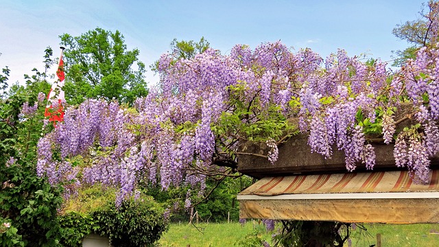 Free Nature Plants photo and picture