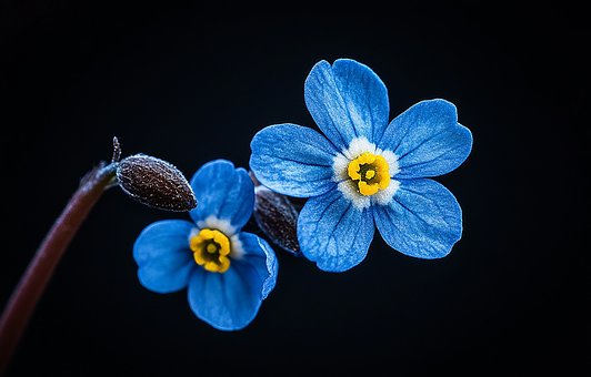 Free Pet Flower illustration and picture