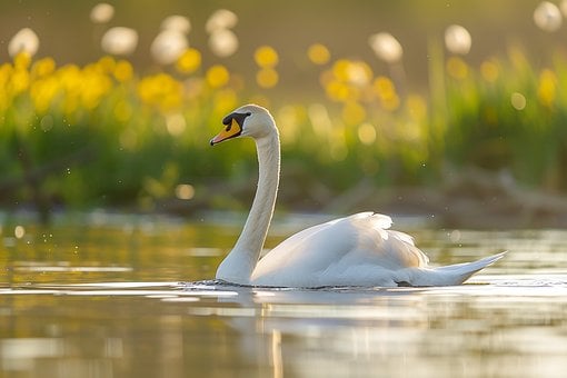 Free Swan Bird illustration and picture