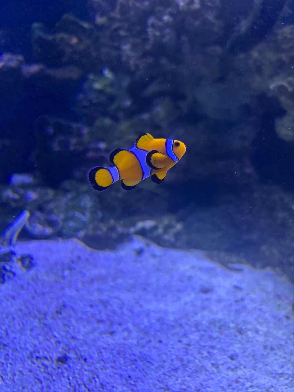 Nemo Fish Nature - Free photo on Pixabay