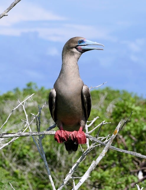 Free Galapagos Nature photo and picture