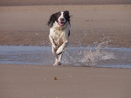 Hund, Kæledyr, Hunde, Spaniel, Springer