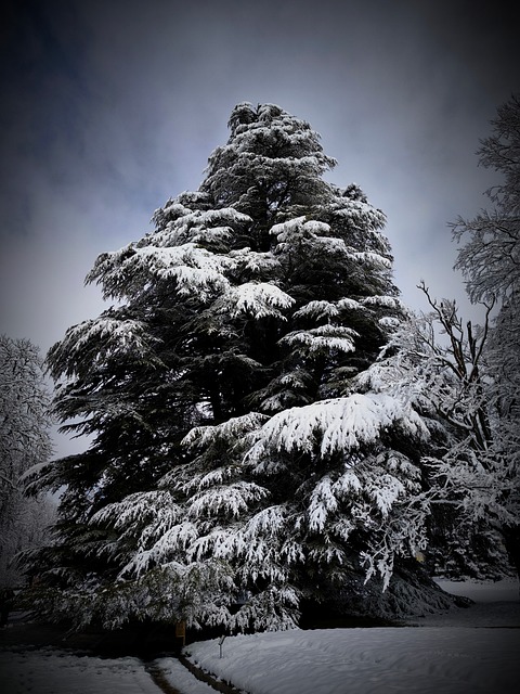 Free Snow Winter photo and picture