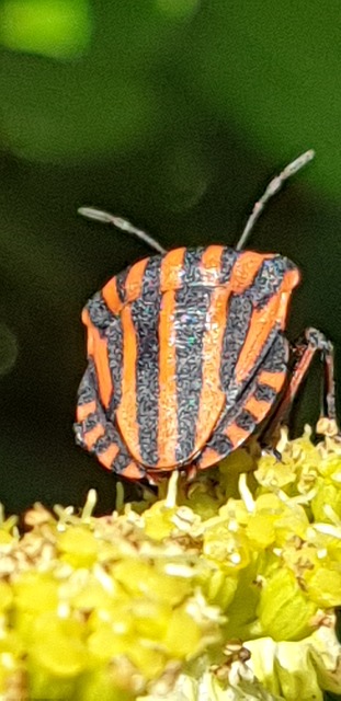 Free Fire Bug Insect ai generated image and illustration