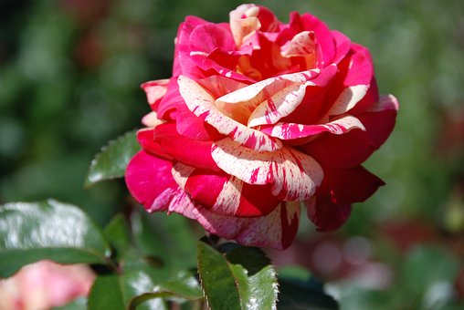 Free Rose Rose Blossom photo and picture