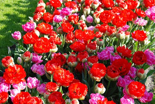 Free Tulips Flower photo and picture