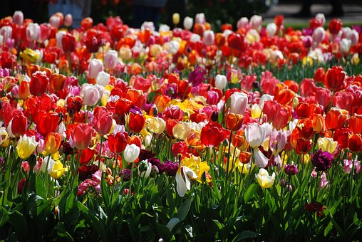 Free Tulips Flower photo and picture