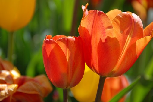 Free Tulips Flower photo and picture
