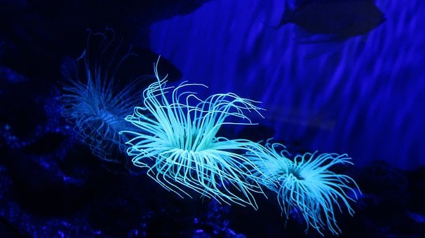 Free Cylinder Anemone Anemone photo and picture