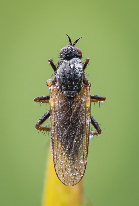 Insect Fly Drops - Free photo on Pixabay