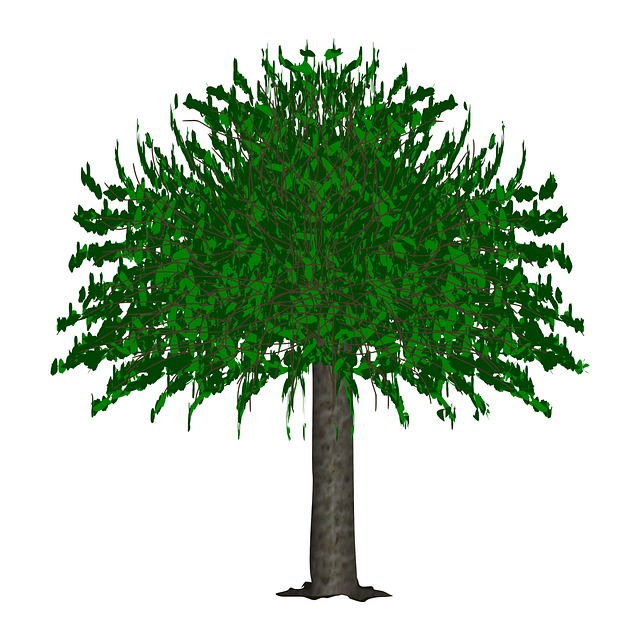 Árvore, Flora, Floresta, Botânica