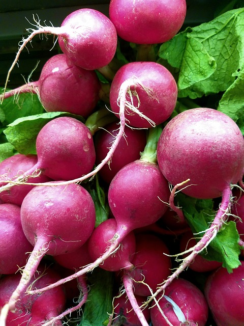 Free Radish Salad photo and picture