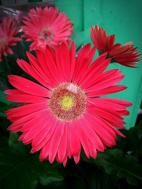 Free Gerbera Daisy Daisy photo and picture